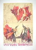 Horst Janssen Vier Tage Amaryllis Poster Kunstdruck - 89x65