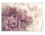 Fototapete Tapeten Blühende Pfingstrose Elegante Blume Rosa Romantisch Wandtapete PVC Moderne Wanddeko W