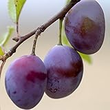 Müllers Grüner Garten Shop Haroma (S) Zwetsche hoher Zuckergehalt gut steinlösend Buschbaum Topfb