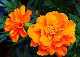 Ringelblumen Samen Weltberühmte Blumen Wunderblume Mehrjährige Blume-100