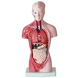 XIOFYA 1 stück menschliches Torso Modell 26 cm menschliche innere Organe menschliche Anatomie Torso anatomisches Modell medizinische Vorräte für den S