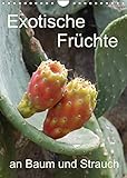 Exotische Früchte an Baum und Strauch (Wandkalender 2022 DIN A4 hoch)