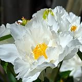 Seltene Pflanzen, Gartenblumen, Zierblume, Prächtige Pfingstrosen, Pfingstrosen-Rhizom, Prächtige Pfingstrosen Stauden, Anpassungsfähig-1 Rhizom,3