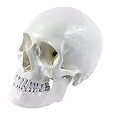ERWEY Skädel Modell Schädel Skelett Modell für Anatomieunterricht Menschliche Anatomie(Schädel weiss)