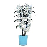 Orchidee von BAMBOO ORCHID – Bambus Orchidee in blauem Übertopf als Set – Höhe: 50 cm, 2 Triebe, weiß-blaue Blüten – Dendrobium Make Upz B