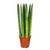 Sansevieria 'Straight' pro Stück | Zimmerpflanze im Aufzuchttopf cm12 cm - 40