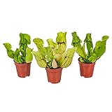 Fleischfressende Pflanze Sarracenia pro 3 Stück - Innen- und Außenpflanze im Gärtnertopf ⌀6 cm - ↕5-10