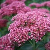 Fetthenne 'Herbstfreude' - Sedum telephium 'Herbstfreude' - B