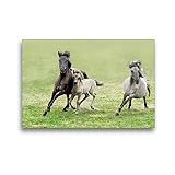 CALVENDO Premium Textil-Leinwand 45 x 30 cm Quer-Format Dülmener Wildpferde Stute mit ihrem Fohlen im Galopp, Leinwanddruck von Katho M