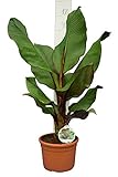 Zimmerpflanze - Ensete maurelli - Seltene Rote Zierbanane - Gesamthöhe 100 cm Topf Ø 26cm - Fat Trunk