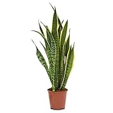 Sansevieria trifasciata Laurentii 60-70 cm Bogenhanf Zimmerp