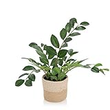 hjh OFFICE Kunstpflanze ZAMIE Höhe 50 cm Grün Deko Zamioculcas Zimmerpflanze Glücksfeder künstlich, 871008