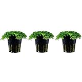 Aquarium Pflanze 3 Stück Hemianthus callitrichoides Wasserpflanze Nr.048B Aquariumpflanzen S