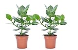 Plant in a Box Clusia Rosea Princess – Set mit 2 Kameras – Topf Ø 12 cm – Hoogte 25 – 35