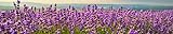 wandmotiv24 Küchenrückwand Lavendel 260 x 50cm (B x H) - Acrylglas 3mm Nischenrückwand, Spritzschutz, Fliesenspiegel-Ersatz, Deko Küche M0411