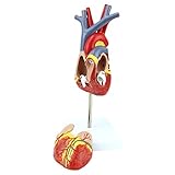 HUIGE Menschliches Herzmodell, 2-Teiliges Lebensgröße Anatomisch Genau Nummeriertes Herzmediziner, Das Zusammen Mit Magneten Auf Basis, Science Display Teaching Tool Zusammengehalten W