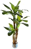 Künstliche Banane, hergestellt mit den besten Materialien, ideal für die Inneneinrichtung, künstliche Pflanze (210 cm)
