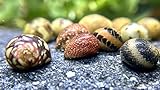 5 Fancy Geweihschnecke - Clithon sowerianum, Aquarium Schneck
