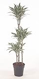 Zimmerpflanze von Botanicly – Drachenbaum – Höhe: 130 cm – Dracaena derem. White Jew