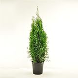 Thuja occidentalis Smaragd 80-100 cm SMARAGD LEBENSBAUM