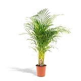 XXL Areca Palme - Goldfruchtpalme, Dypsis Lutescens - 140cm hoch, ø24cm - Große Zimmerpflanze - Tropische Palme - Luftreinigend - Frisch aus der G