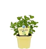 Bio Minze Hugo-Cocktail-Minze (Mentha spicata), Kräuter Pflanzen aus nachhaltigem Anbau, (1 Pflanze)