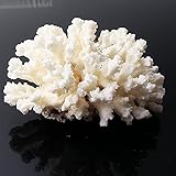 MIBHNJIAN Modell 1 stück Natürliche weiße Koralle Fossile Cluster Kristall Aquarium Landschaftsbau Ornamente Deko Decor Decor Decor Geschenk (Color : 1pc White Coral, Size : 200 300g)