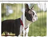 TISAGUER Scheibengardine,Grünes Tier Schwarz-weißer Boston Terrier mit rotem Geschirr,Vorhang Durchstangenzug Gardine Küche Tür Korridor Gardine 55x39