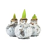 3x Echte Amaryllis gewachst/wax - WEISS RUSTIKAL - Amaryllis Hippeastrum Blumenzwiebel - lange haltbar, pflegeleichte mit großer Blüte - Geschenkidee!