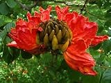 Spathodea campanulata | Afrikanischer Tulpenbaum | Waldflamme | 20 S