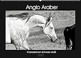 Anglo Araber Impressionen schwarz weiß (Wandkalender 2022 DIN A2 quer)