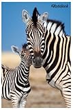 Notebook - The animal mini journal notebook for Baby, notebook for Kid 213: Zoo Animals 11_ 6in x 9in x 114 Pages White Paper Blank Journal with Black Cover Perfect S