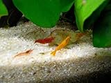 Shrimpfarm-Frankfurt Garnelen Mix Bunte Mischung 10 Stück