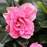 Pflanzen Kölle Azalee, 2er-Set, rosa gefüllt, Topf 14 cm Ø