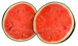 Wassermelone'Sugar-Baby - 10 S