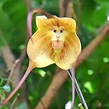 Affe-Gesichts-Orchideen-Blume, 20Pcs / Tasche Orchid Seeds Seltene spezielle Formportable Vivifying Blumensamen für Balk