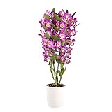Dendrobium nobile 'Comet King Akatsuki' | Orchidee | Lila Blüte | Höhe 50-60 cm | Topf-Ø 12