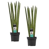 Zimmerpflanzen – 2 × Sansevieria Cylindrica Straight – Höhe: 70