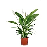 Friedenslilie | Spathiphyllum 'Vivaldi' pro Stück - Zimmerpflanze im Gärtnertopf ⌀17 cm - ↕70