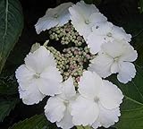 Bauernhortensie Tokyo Delight - Tellerhortensie - Hydrangea macrophylla Tokyo Delig