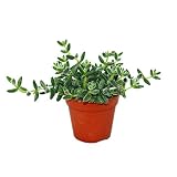 Exotenherz - Saure Gurken Pflanze - Delosperma echinatum - 12cm Top