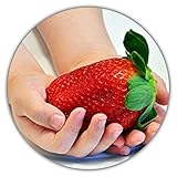 Riesenerdbeeren - Fragaria Ananassa - Erdbeersamen - 50 Samen - Größte Erdbeere Der Welt - Intensiver Geschmack - V