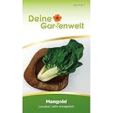 Mangold Lucullus Samen - Beta vulgaris - Mangoldsamen - Gemüsesamen - Saatgut für 70