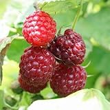 Himbeere 'Aroma Queen' - Herbsthimbeere mit Waldhimb