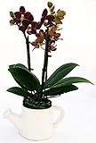 Orchidee, Phalaenopsis, schwarz, in Topf, Orchidee Falenopsis,