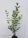 25st. Liguster Atrovirens 40-70cm reine Pflanzhöhe Ligustrum Atrovirens Wurzelware Heckenpflanzen Gartenp