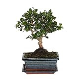 Carmona microphylla | Fukientee | Bonsai Baum inkl Ziertopf Keramik | Höhe 25-30cm | Topf-Ø 15x8