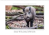 Emotionale Momente: Das Wildschwein. (Wandkalender 2022 DIN A2 quer) [Calendar] Gerlach GDT, Ing