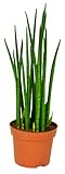 mgc24 Sansevieria bacularis 'Mikado', Bogenhanf, echte Zimmerpflanze grün, 14cm Topfdurchmesser, Höhe ca. 50cm, 1