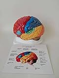 XHLLX Brain Anatomisches Modell, Farbcode Partitioniertes Gehirnmodell, anatomisches Modell der menschlichen Zerebral-Cortex-N
